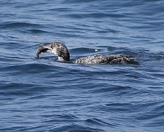 great northern diver